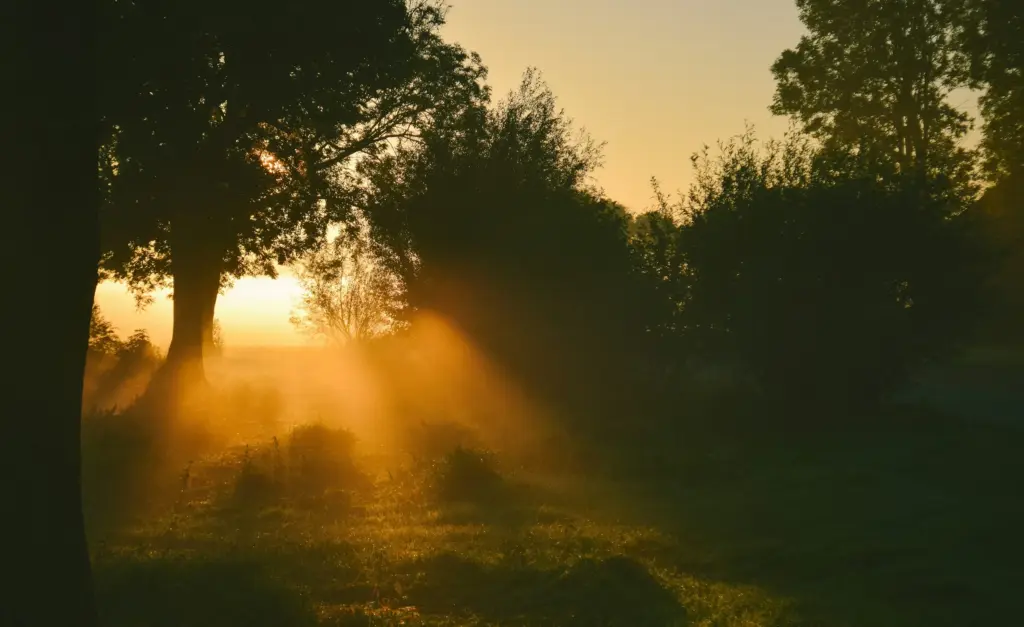 Zon die door de bomen schijnt boven een weiland